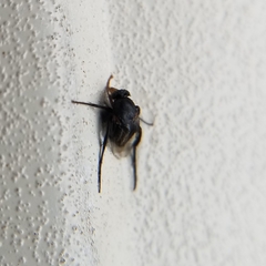 Phoridae