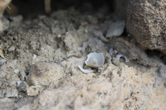 Tarentola mauritanica