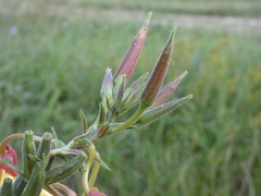 Oenothera