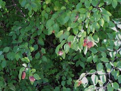 Paliurus spina-christi