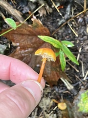 Hygrocybe cantharellus