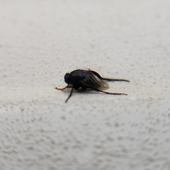 Phoridae