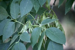 Fraxinus albicans