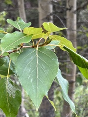 Populus balsamifera