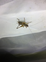 Pachytrachis gracilis