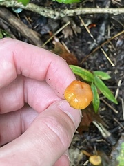 Hygrocybe cantharellus