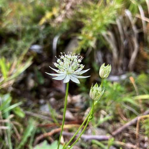 Astrantia pauciflora