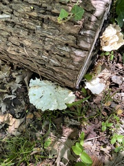 Favolus brasiliensis