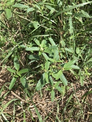 Croton glandulosus septentrionalis