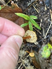 Hygrocybe cantharellus