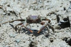 Metaplax elegans