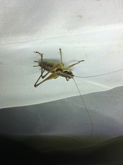 Pachytrachis gracilis