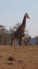 Giraffa camelopardalis giraffa
