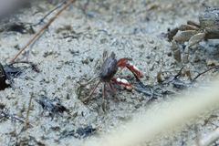 Metaplax elegans