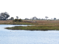 Hippopotamus amphibius