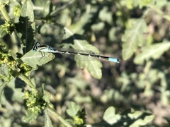 Enallagma carunculatum