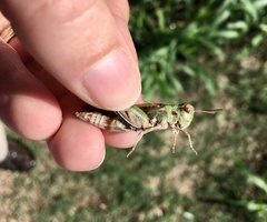 Encoptolophus costalis