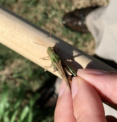 Encoptolophus costalis