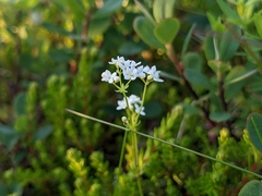 Galium uliginosum
