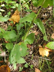 Eupatorium pubescens
