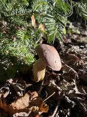 Tylopilus felleus