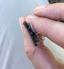 Encoptolophus costalis