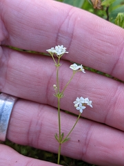 Galium uliginosum