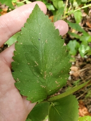 Eupatorium pubescens