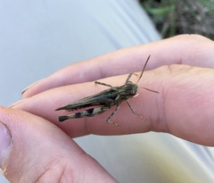 Encoptolophus costalis