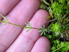 Galium uliginosum