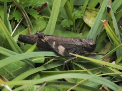 Psophus stridulus