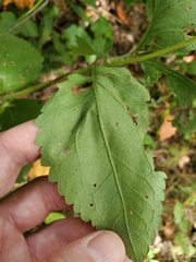 Eupatorium pubescens