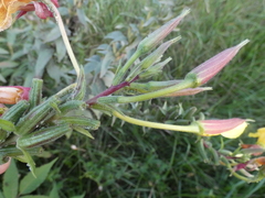 Oenothera