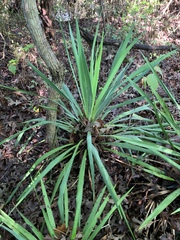 Yucca treculiana