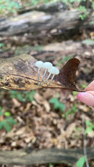 Tetrapyrgos nigripes