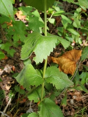 Eupatorium pubescens