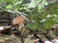 Tylopilus felleus