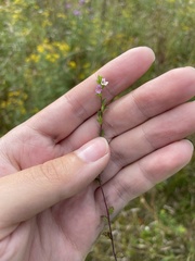 Euphrasia stricta