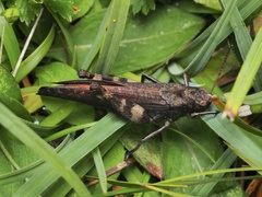 Psophus stridulus