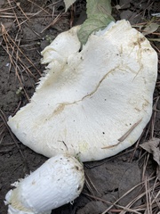 Lactifluus piperatus