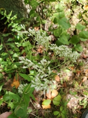Eupatorium pubescens