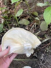 Lactifluus piperatus