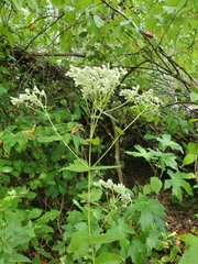 Eupatorium pubescens
