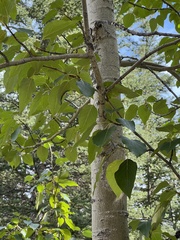 Populus balsamifera