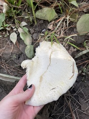 Lactifluus piperatus