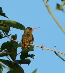 Hylocharis chrysura