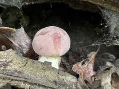 Tylopilus rubrobrunneus