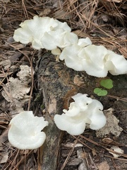 Favolus brasiliensis