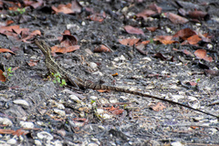 Basiliscus vittatus