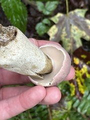 Tylopilus rubrobrunneus